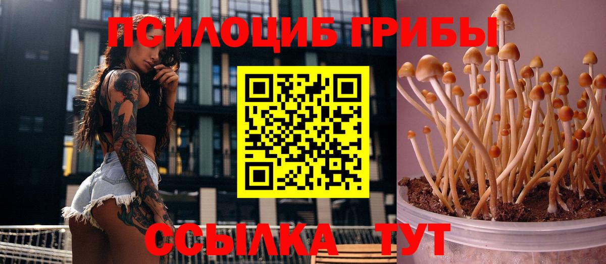 Псилоцибиновые грибы Psilocybe Черкесск