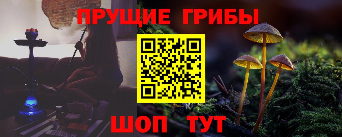 Черкесск  Псилоцибиновые грибы Psilocybe  Вход с VPN 